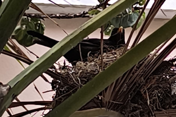 Blackbird Cathedral